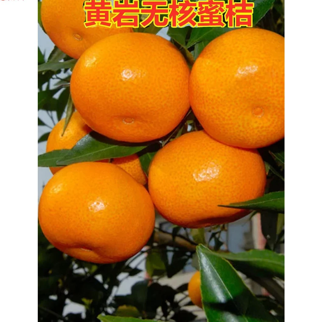 黄岩无核蜜桔树苗砂糖橘子树苗嫁接柑桔树苗南方北方种植当年结果