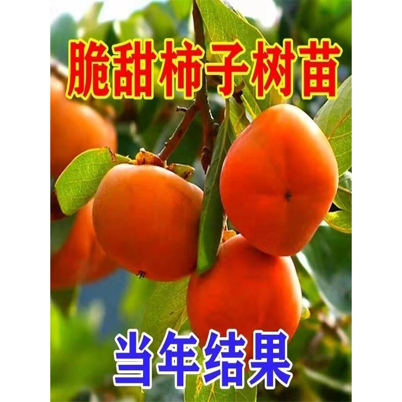 买一送一柿子苗树脆甜柿无核柿植特大庭院地栽当年结果柿子树果苗