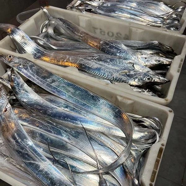 【渔夫海货】浙江舟山海钓小眼睛东海带鱼  3斤装