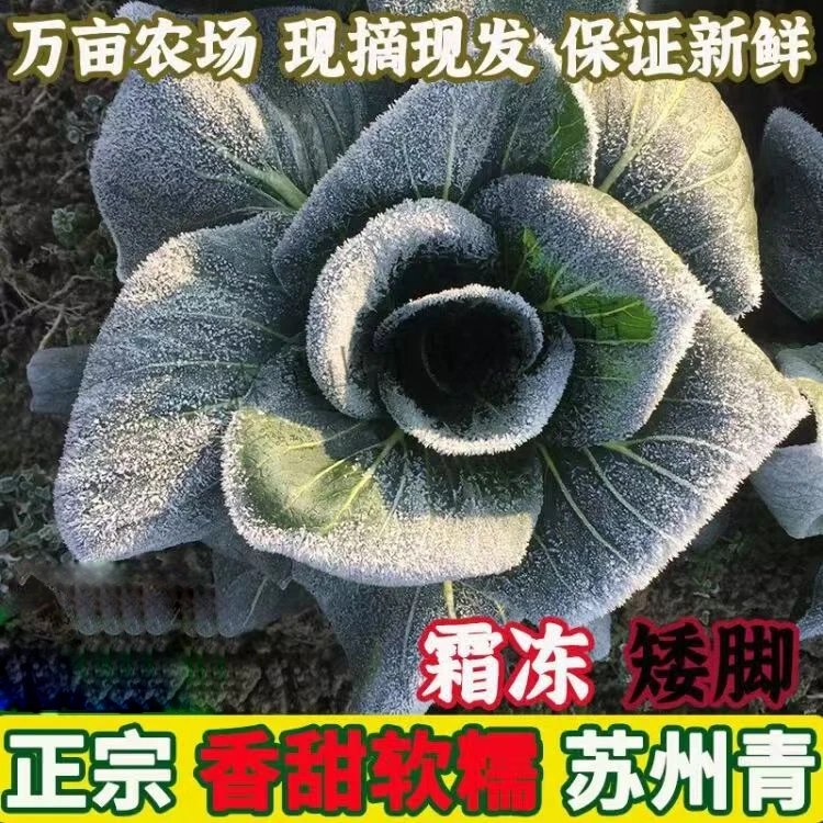 苏北农家霜冻青菜现摘新鲜苏州青露天青菜软糯香甜矮脚大颗绿叶菜