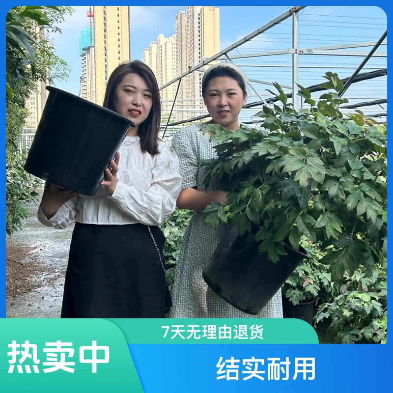黑色加仑花盆塑料大盆结实耐用，牡丹基地自用款，侧开口防盘根。