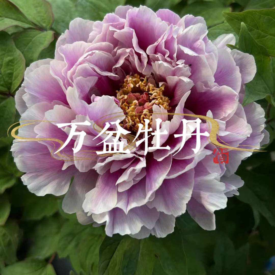 进口品种牡丹（藤染衣）紫色系渐变色，长势极强，开花特别