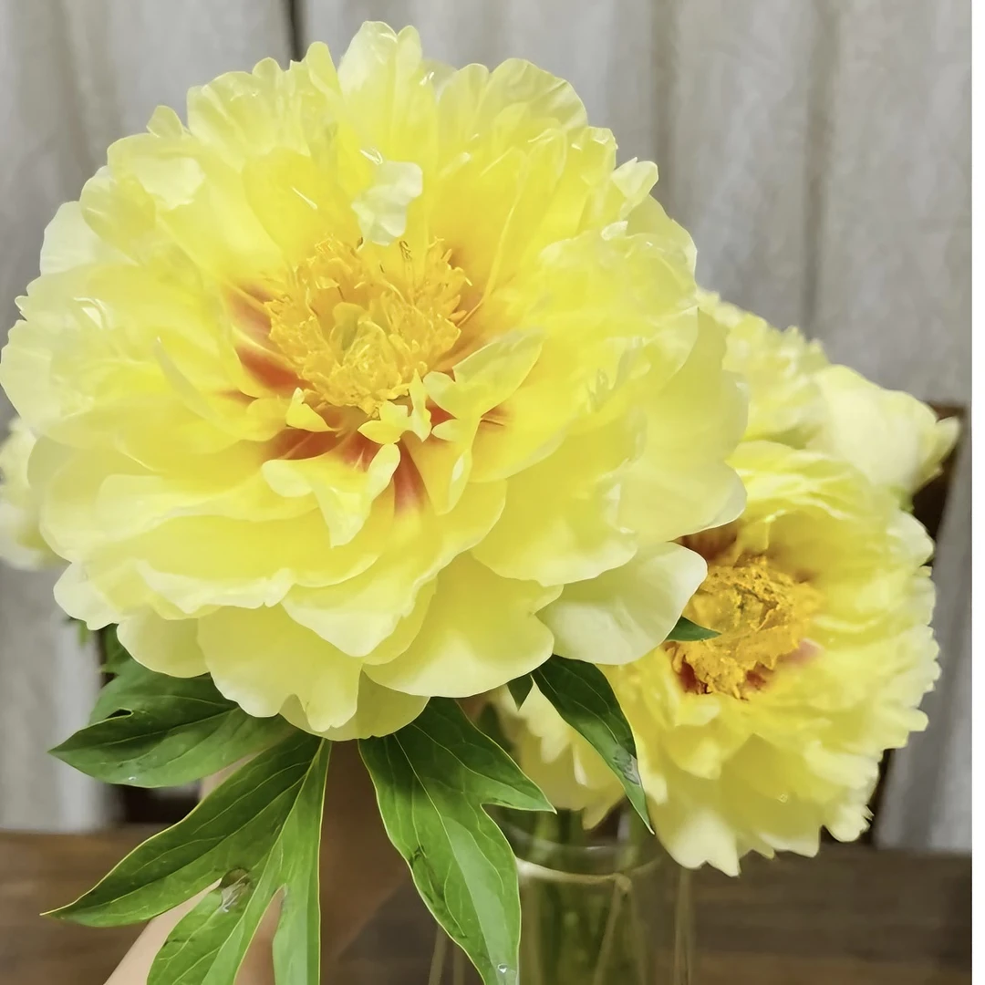 {伊藤杂交-芭茨拉}牡丹芍药杂交品种 柠檬香味盆栽正宗植物