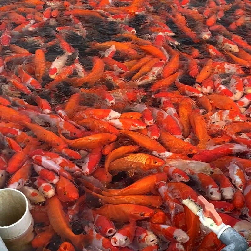 水族金鱼活鱼苗观赏鱼冷水鱼好养耐活淡水纯种黄金招财鱼活体包邮