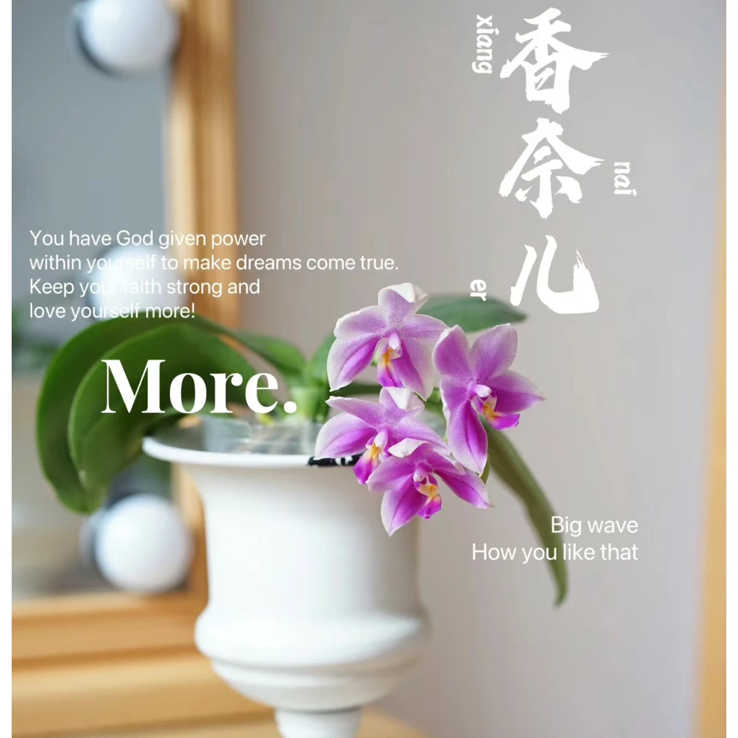 「香奈儿」带香味蜡质花矮小精致桌面款蝴蝶兰