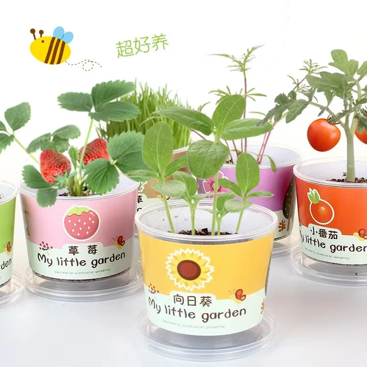 【7.99元 6盒】儿童种植小盆栽随机发不指定花种加营养土肥料
