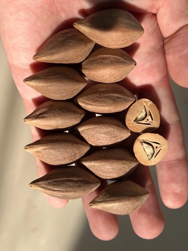 国产老树水晶一级原料2.0-3.6颗颗精选一斤大概65-70颗左右