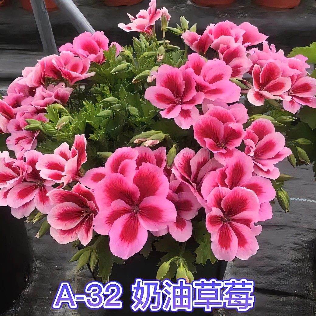 奶油草莓蝴蝶梅大花天竺葵室外施肥生长植株使用