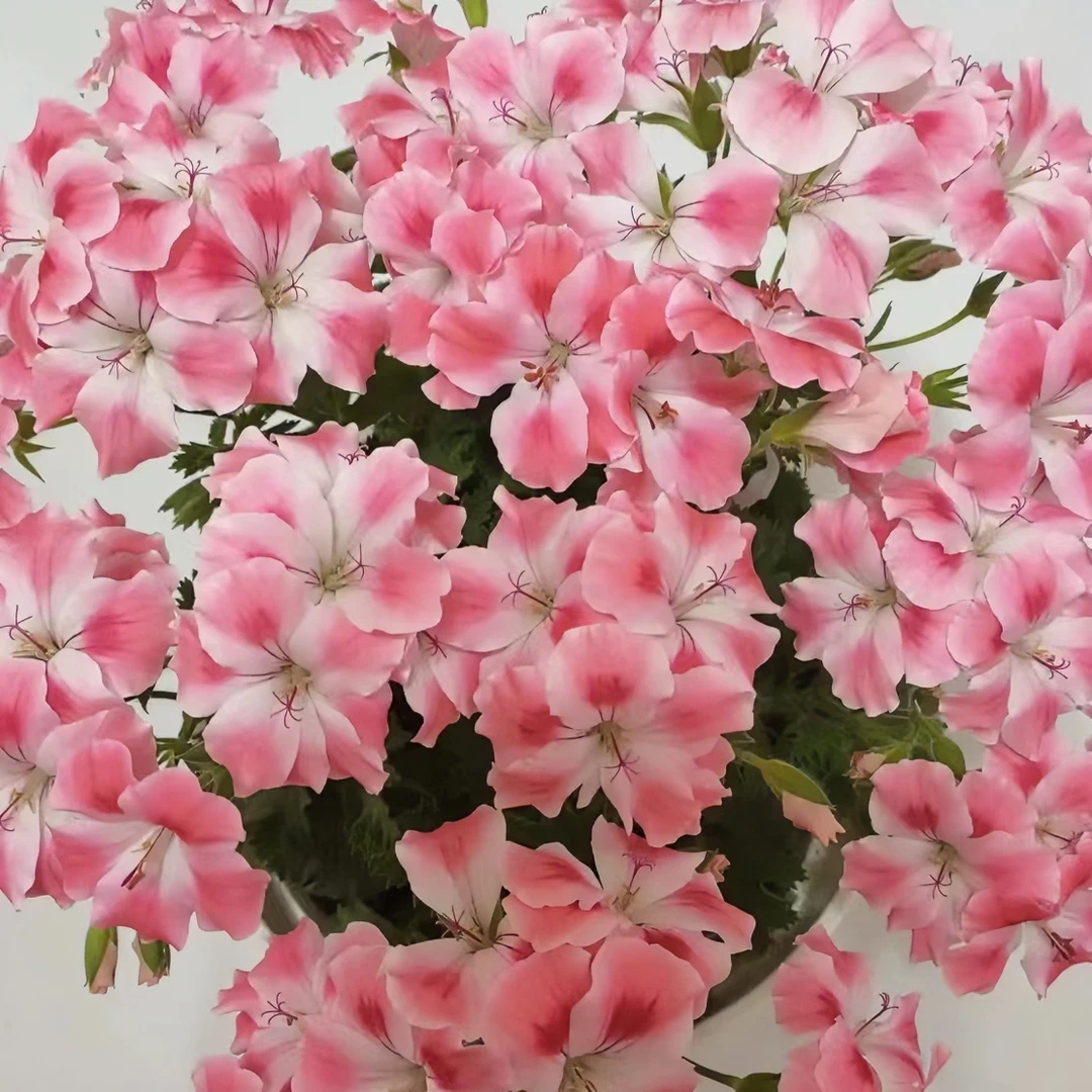 糖果粉云蝴蝶梅大花天竺葵室外施肥生长植株使用朋友容易瓷盆容易