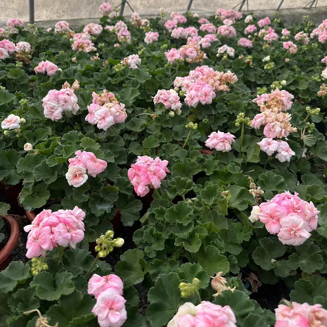 天竺葵福利直播间福利夏季修剪冬季开花施肥生长植株使用降温温和