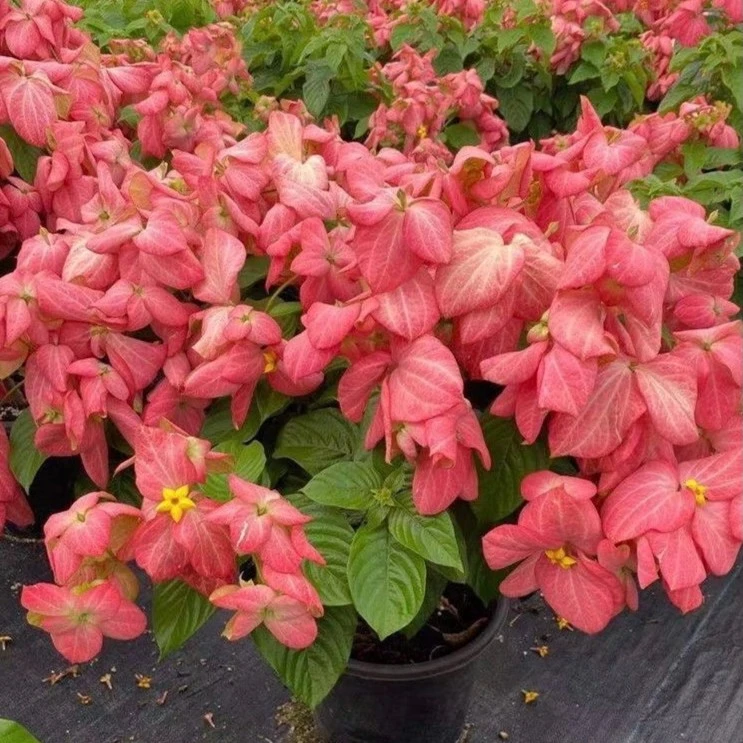 粉叶金花粉纸扇白玉金花带花苞庭院楼顶耐热四季开花植物木本花卉