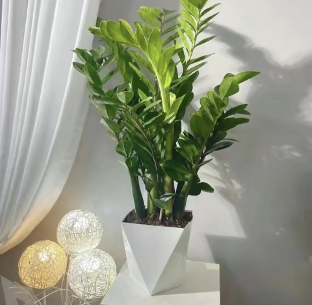 【精品】金钱树盆栽植物花卉四季常青好养绿植大摇钱串子小发财树
