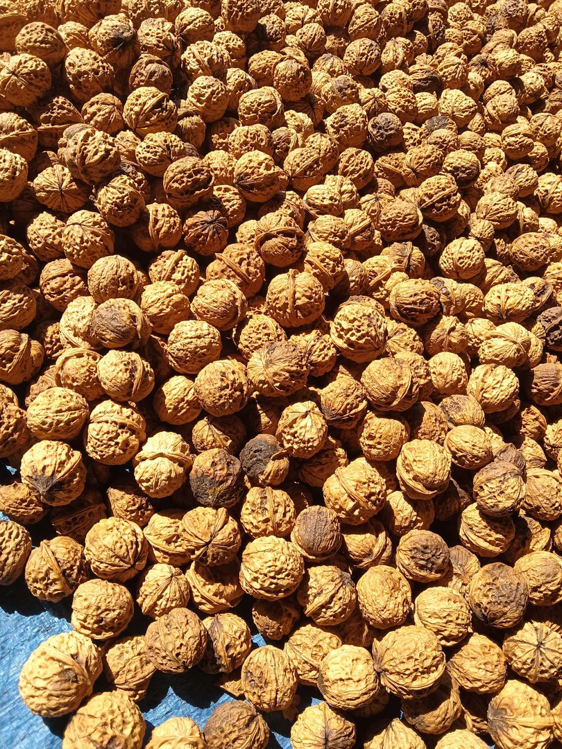 云南土特产，，，核桃