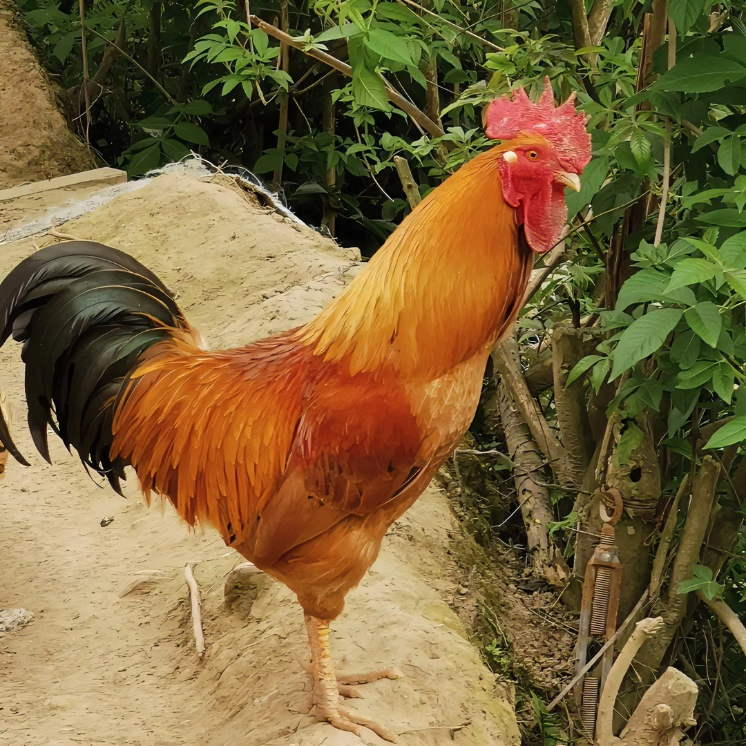 谢公鸡半岭农场山林散养土鸡跑山鸡精选肉质紧实营养活鸡包邮