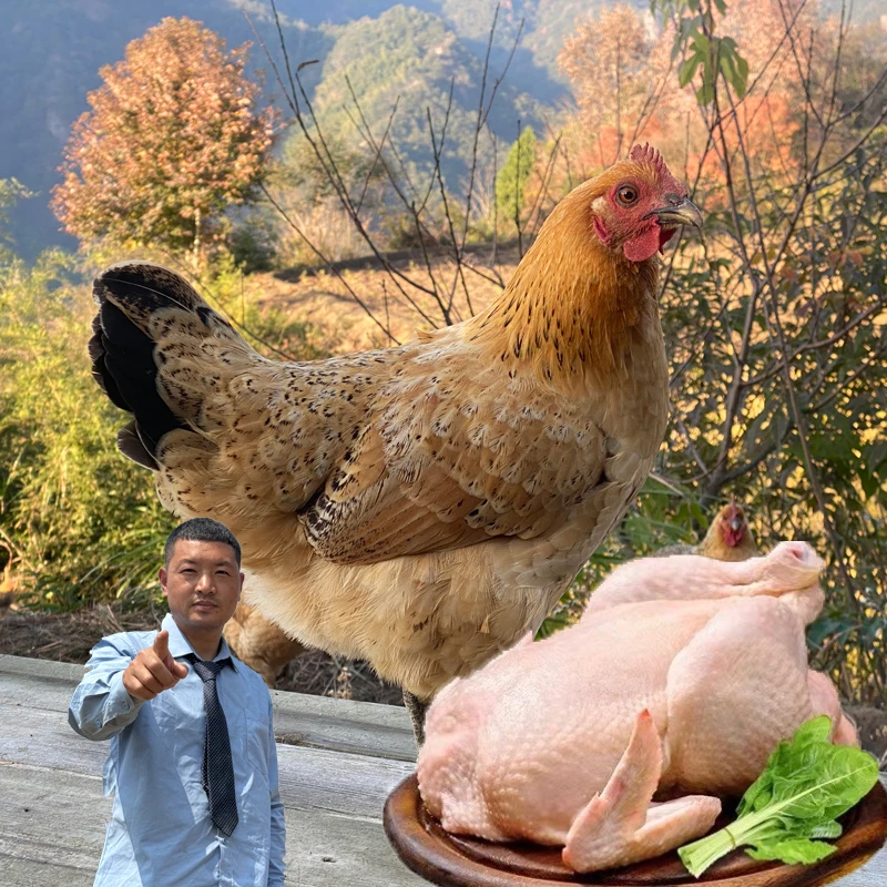 半岭农场山林农家散养260天黄油老母鸡适合煲汤新鲜土鸡生鲜包邮