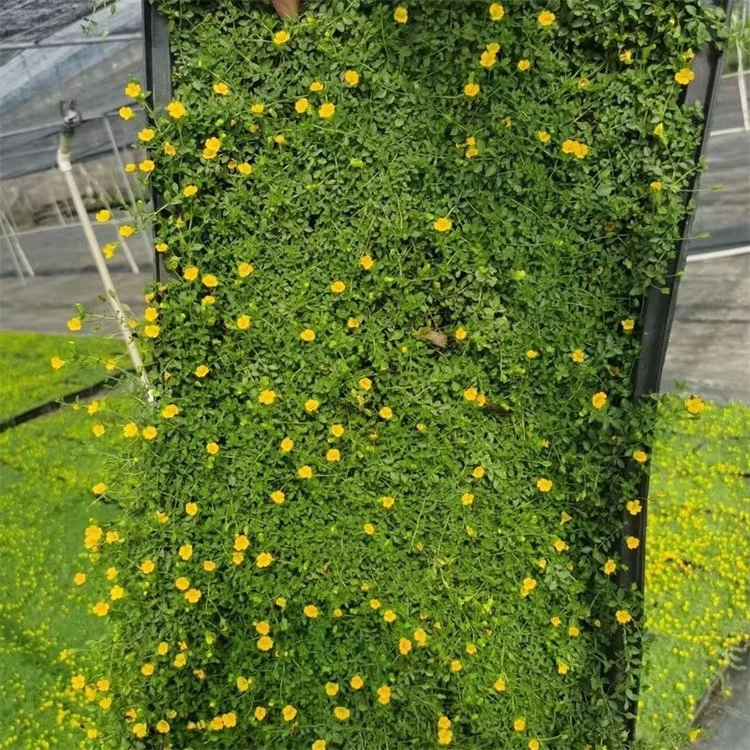 金莎蔓，一年四季都是开花的地被植物