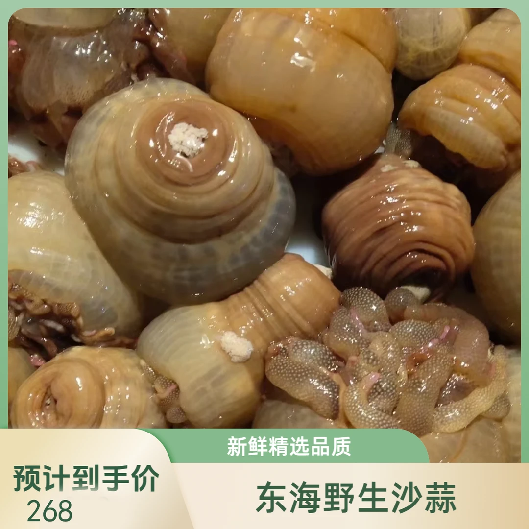 新鲜东海野生沙蒜海葵活体海鲜海腚石浦本地品质潜水员货