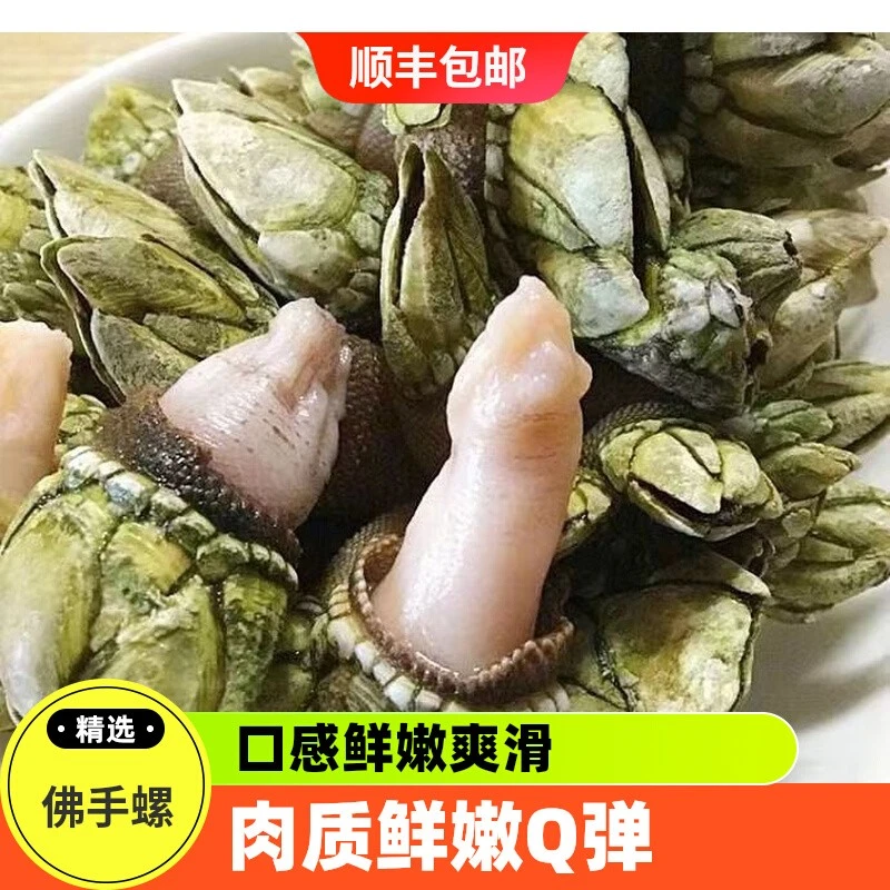 佛手螺鹅颈藤壶特大鲜活稀有海鲜鸡爪螺狗爪螺观音螺新鲜现摘现发