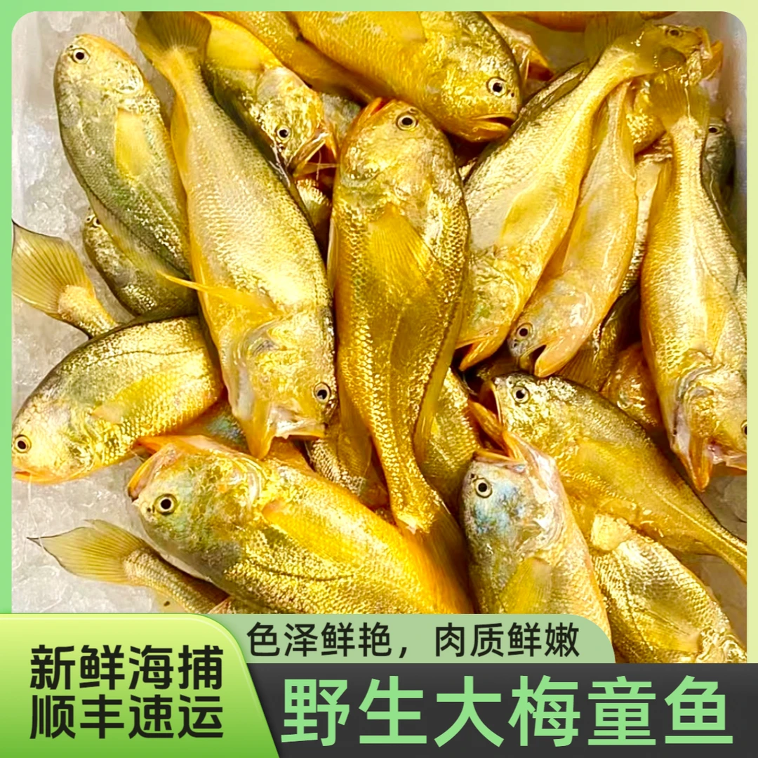 新鲜海捕小船大梅童鱼黄梅童梅子鱼深海小黄鱼冰鲜黄花鱼当天捕捞