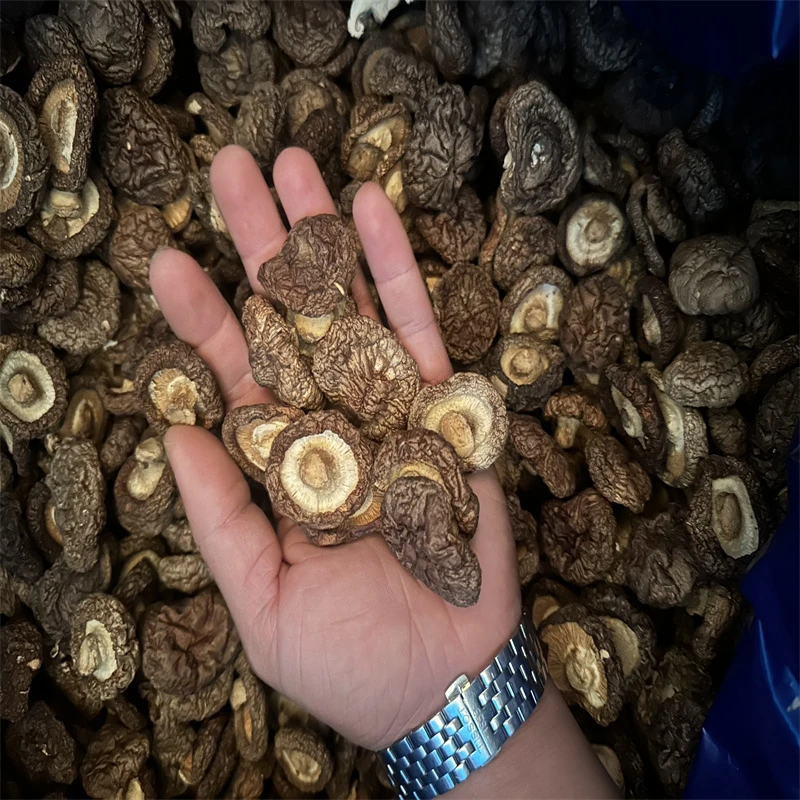 农家新货肉厚无根无熏硫香菇适合炖鸡汤食材