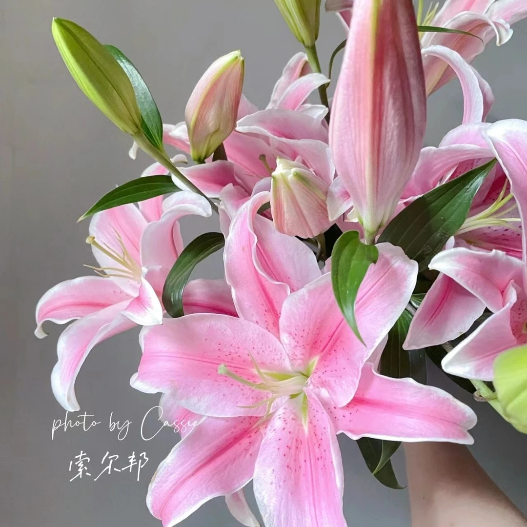 【索尔帮香水百合】云南鲜花基地包邮插瓶水培