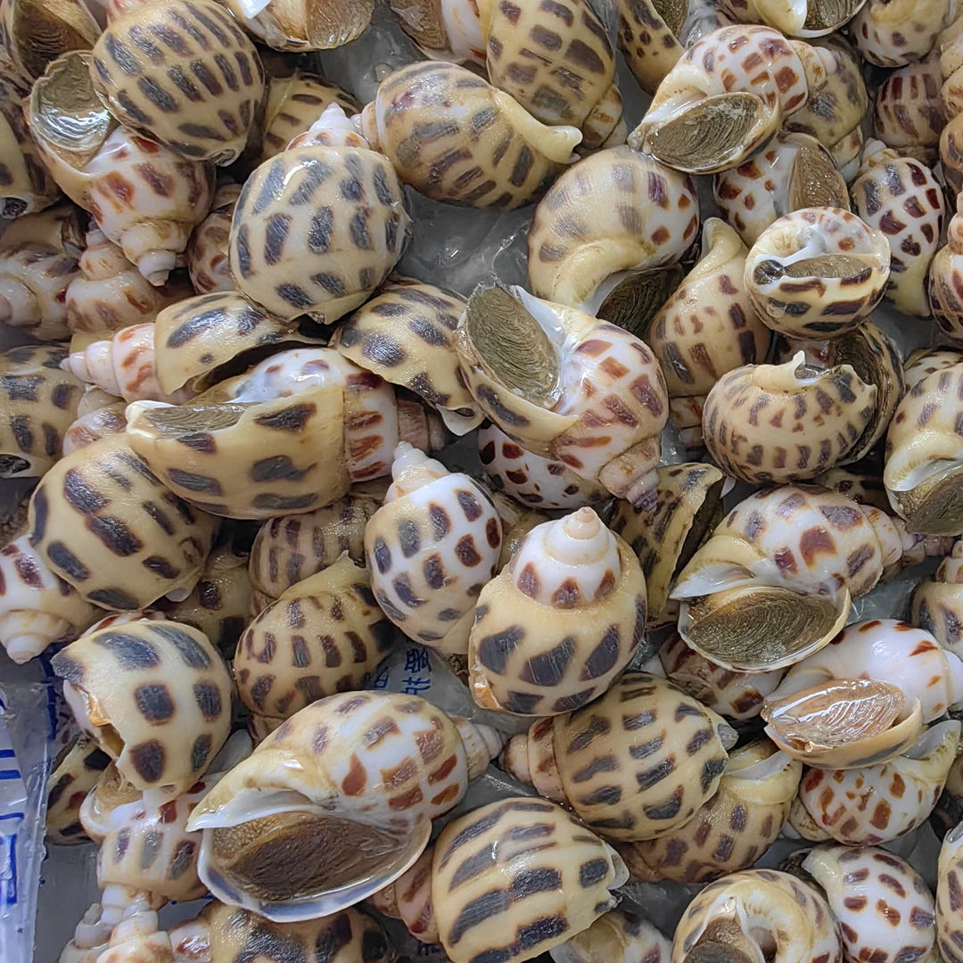 鲜活海南花螺海鲜500g花螺同城送