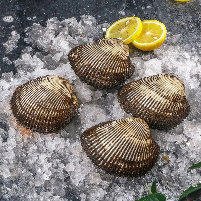 鲜活赤贝  (2-4个）/斤   500g/份
