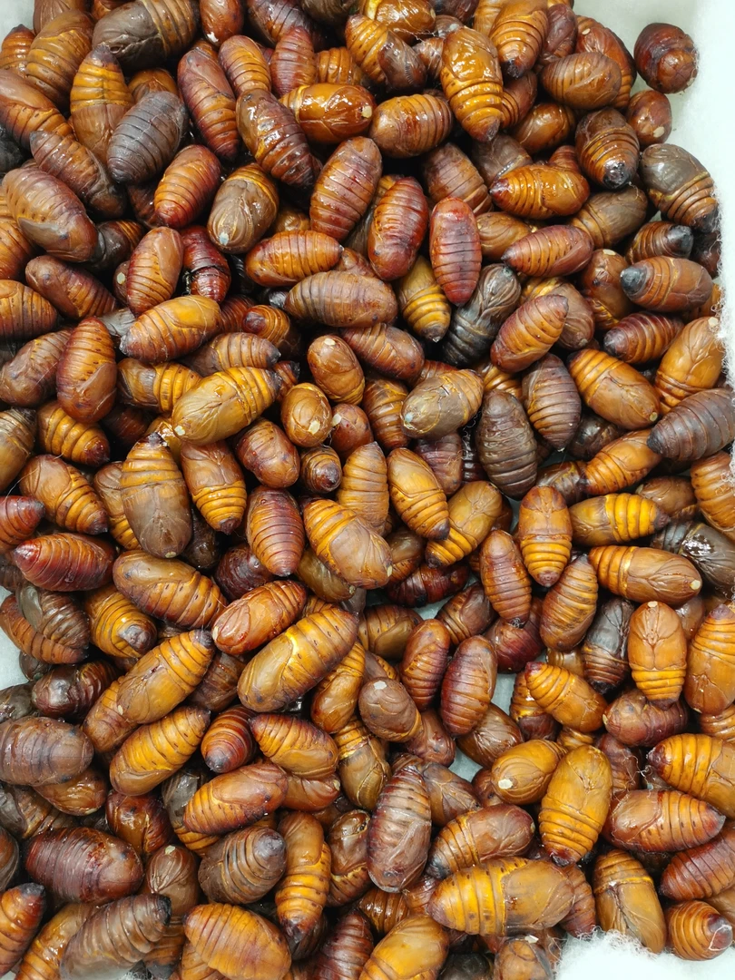 鲜活 蚕蛹 500g (一斤约35-45只）