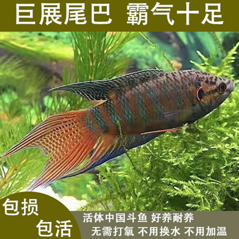 【包活到家】中国斗鱼活鱼观赏鱼好养耐活冷水淡水鱼耐养金鱼鱼苗
