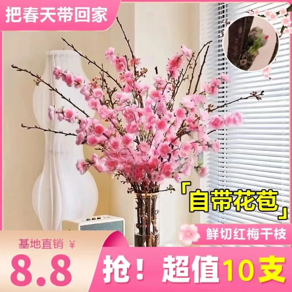 【基地直发正版10支！】精品鲜枝红梅粉桃花鲜花水培植物家庭种植
