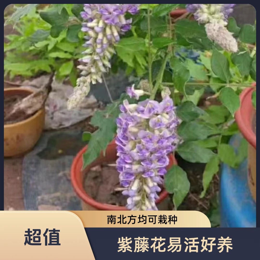 紫藤花嫁接蓝月亮可以爬藤盆栽地栽都可以南北方都好养活