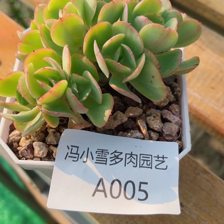 我是第一百个为妖刀应援的阴阳师