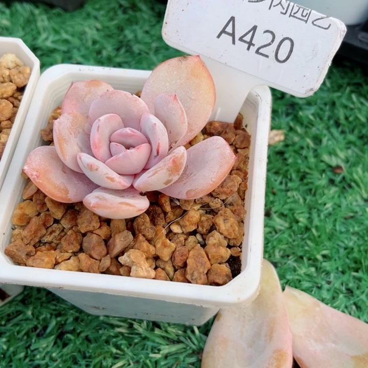 青**初我是第一百个为妖刀应援滴小