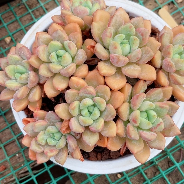 我是第一百个为妖刀应援的阴阳