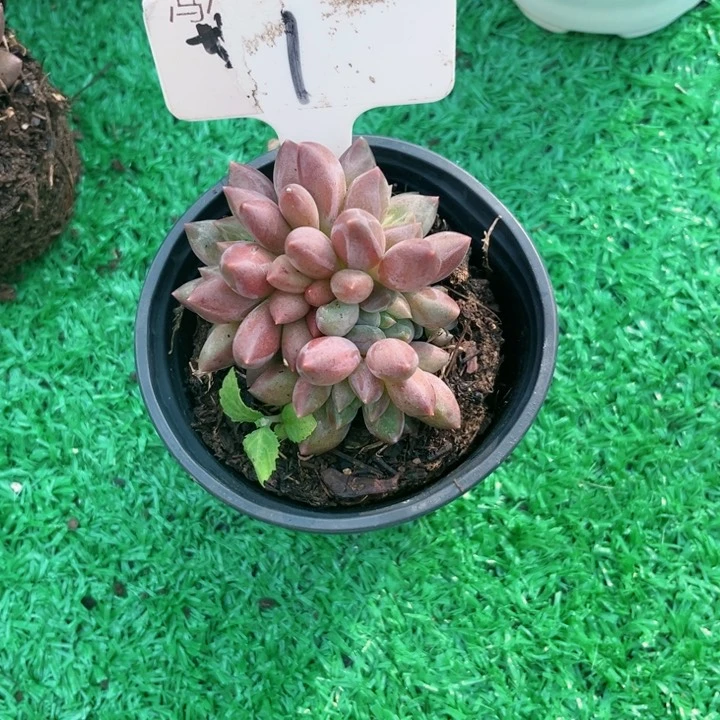 我是第一百个为妖刀应援的阴阳