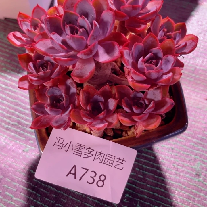 我是第一百个为妖刀应援滴