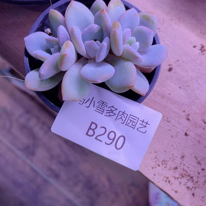 我是第一百个为妖刀应援的