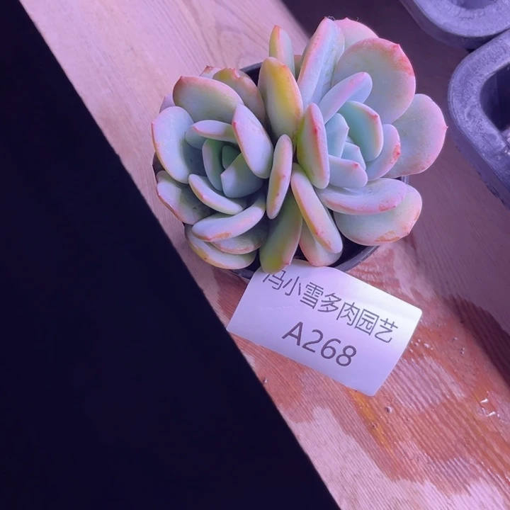 听**香我是第一百个为妖刀应援的阴阳