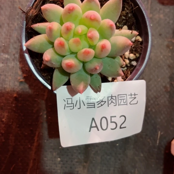 我是第一百个为玉童子应援