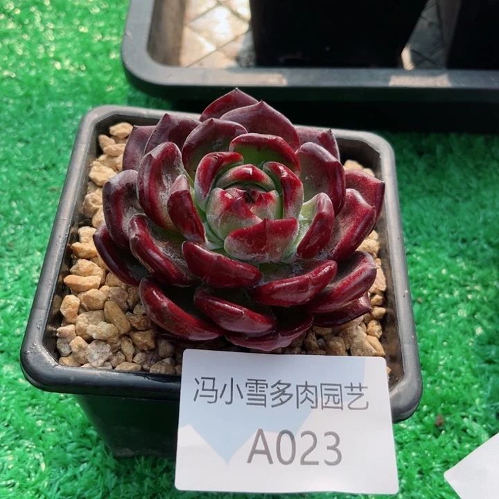 我是第一百个为妖刀应援的