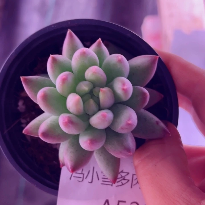 我是第一百个为妖刀应援的阴阳师