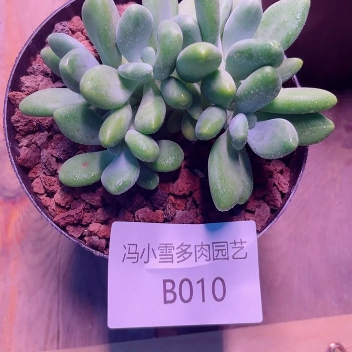 我是第一百个为妖刀应援滴