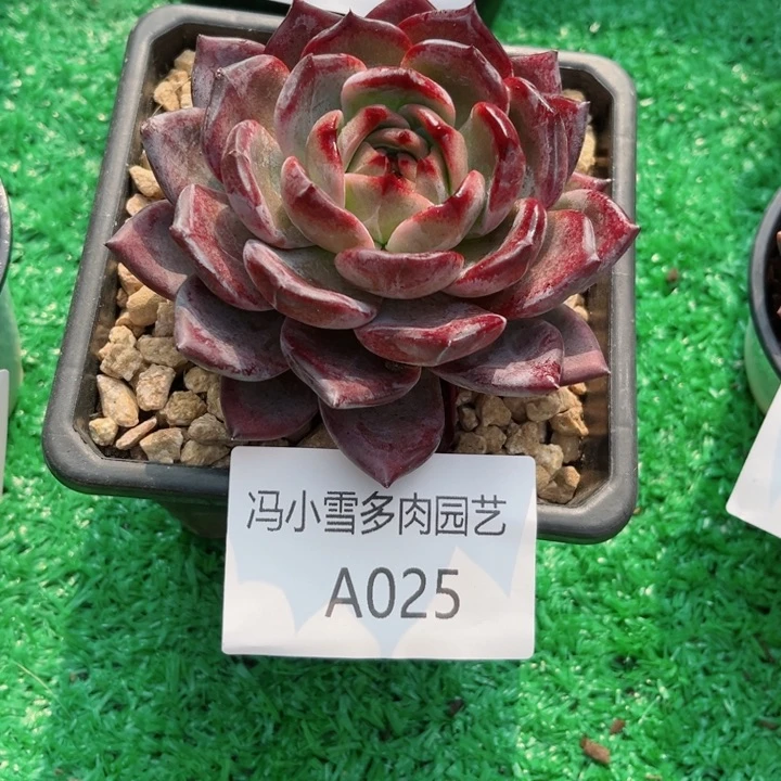 我是第一百个为玉童子应援哒啦