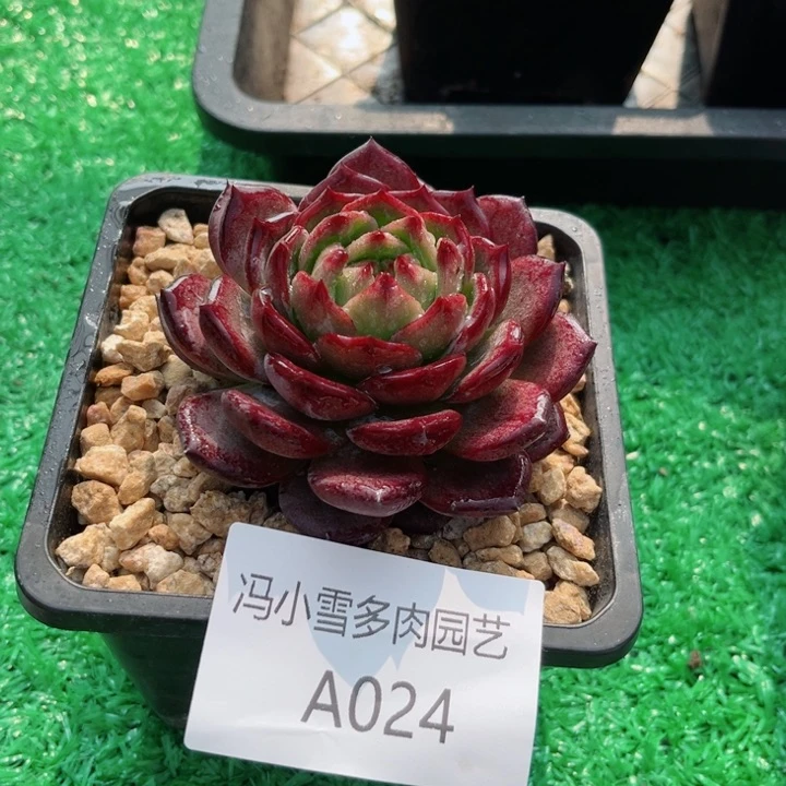 我是第一百个为妖姬应援哒啦