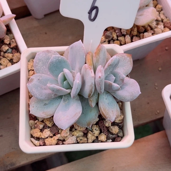 我是第一百个为妖刀应援的阴阳