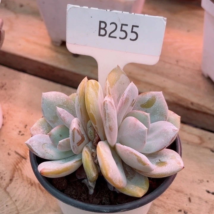 我是第一百个为玉童子应援