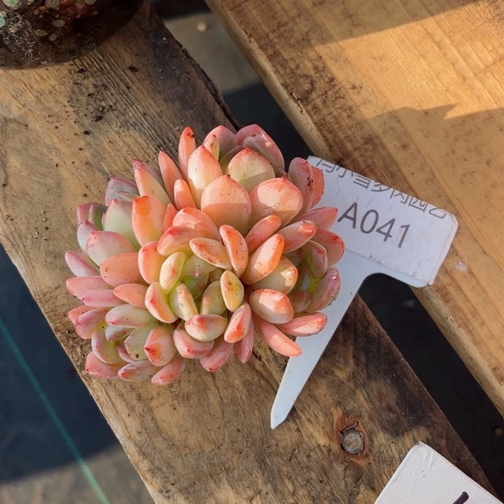 我是第一百个为妖刀应援的