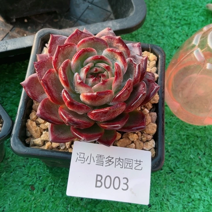 我是第一百个为妖刀应援的阴阳