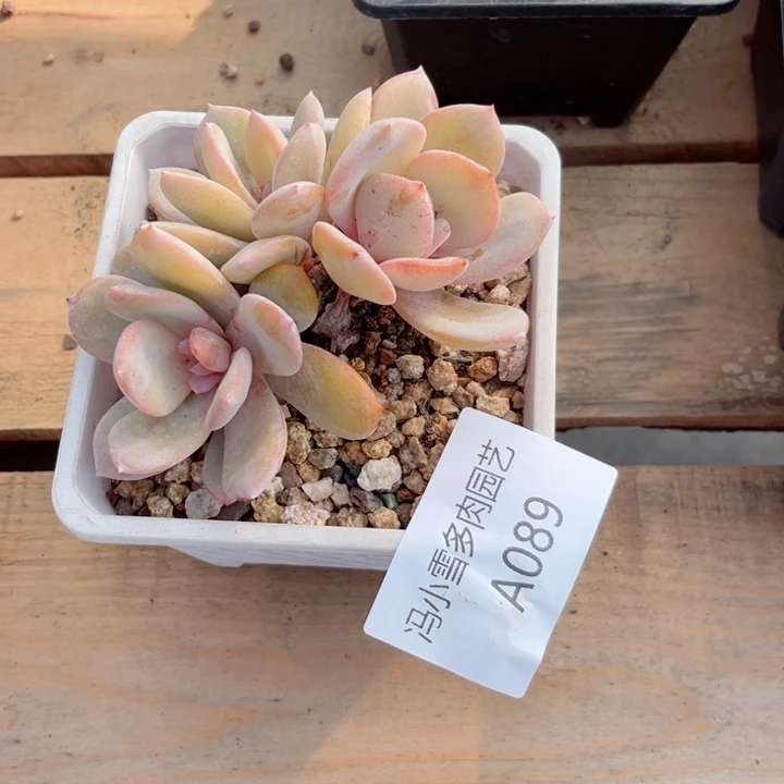 我是第一百个为妖刀应援的阴阳