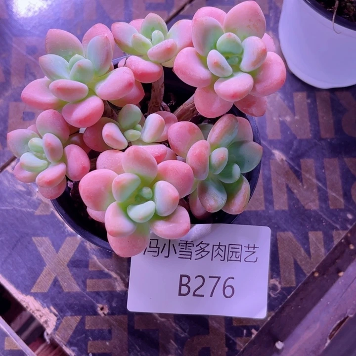 我是第一百个为妖刀应援滴打
